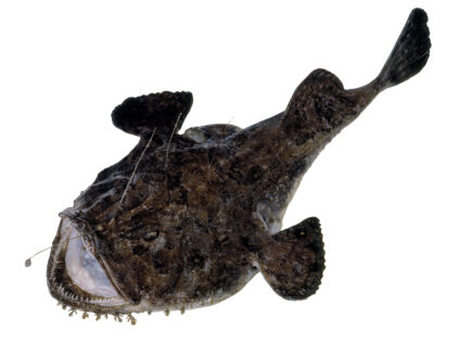 breiflabb, monkfish