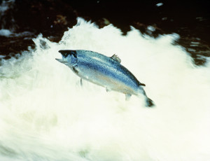 Foto: Eksportutvalget for fisk