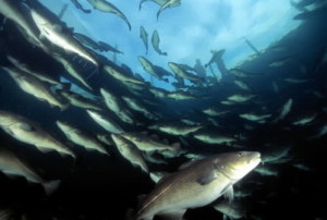 Foto: (c) Eksportutvalget for fisk