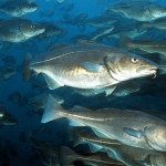 Torsk i oppdrettsmær. Foto: (c) Eksportutvalget for fisk
